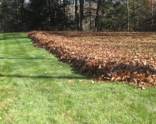 leaf cleanup leaf cleanup