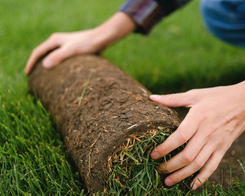 pexels photo 5231237 5231237 Close-up of hands rolling sod on a lush green lawn outdoors.